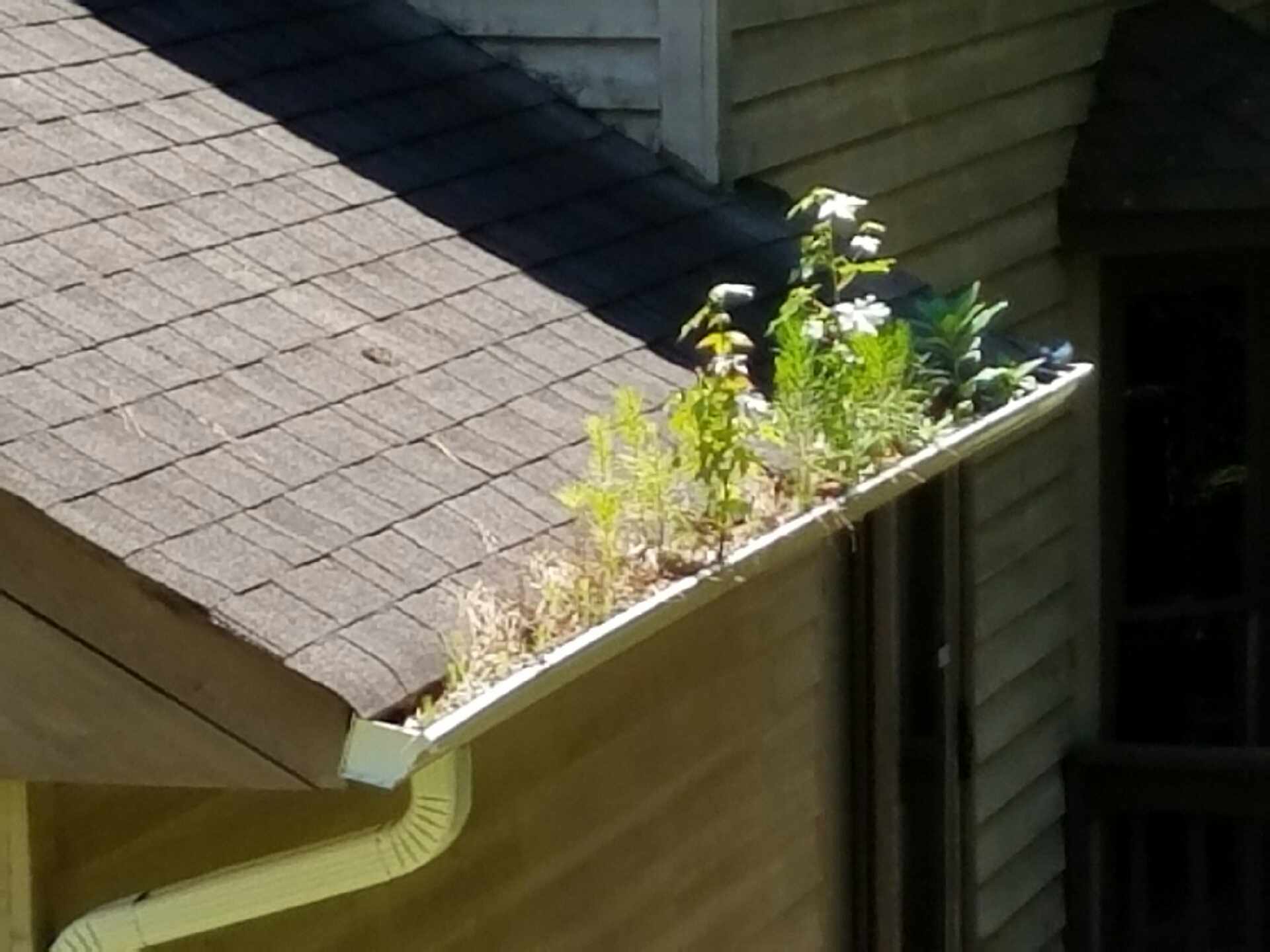 Neglected gutter filled with plants and debris